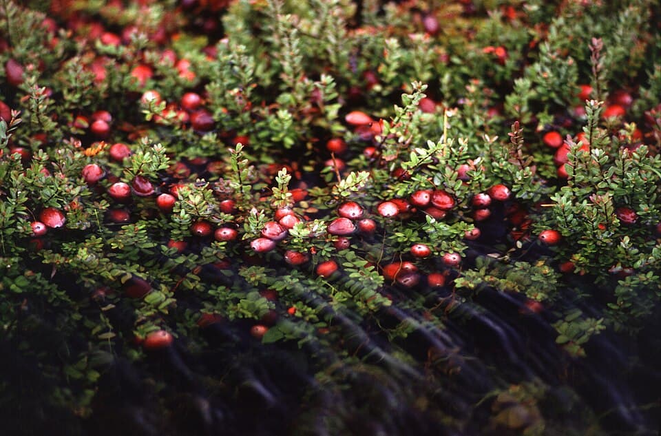 Wild Blueberry Jam