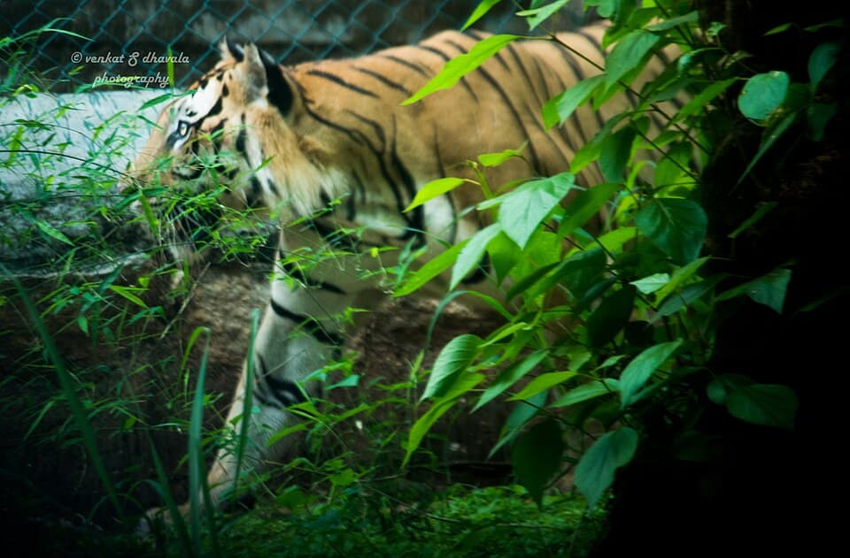 Corbett National Park Safari