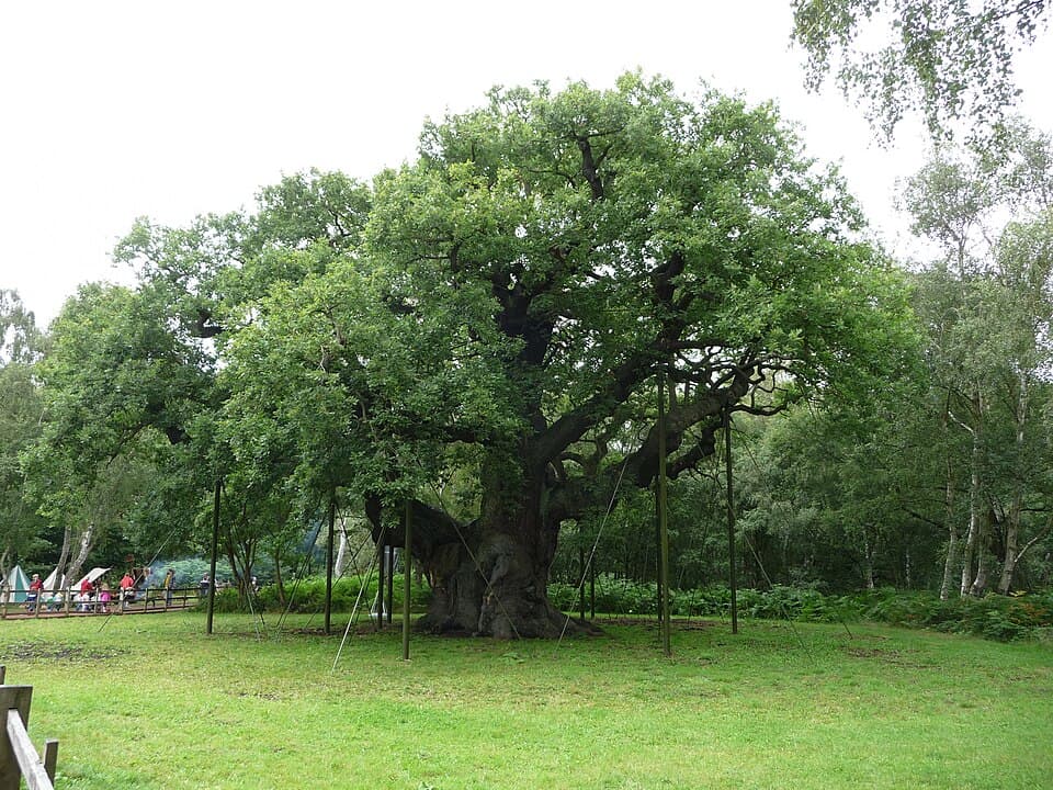 Major Oak Tree