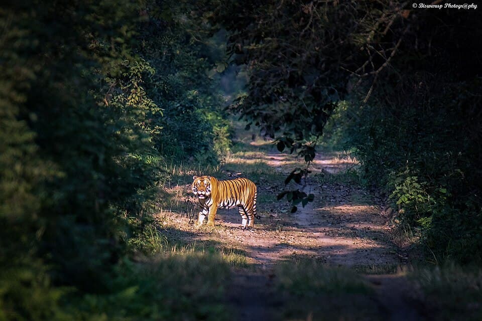 Dudhwa Tiger Reserve