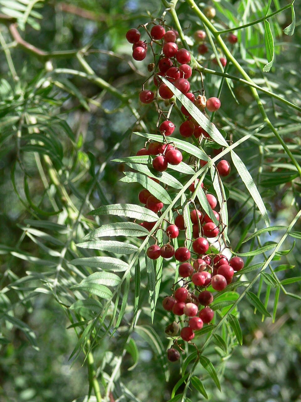 Wari Spices
