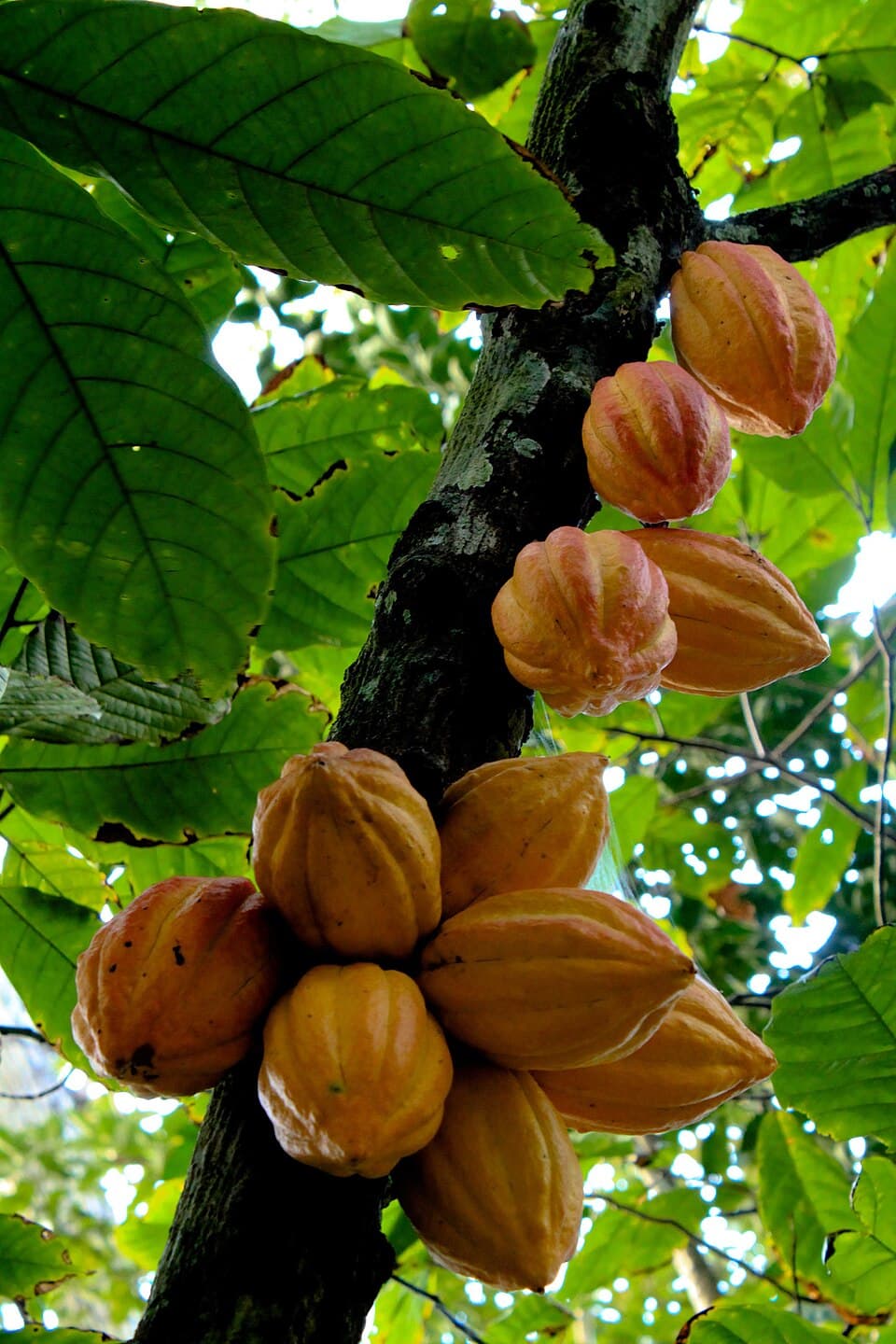 The Belize Chocolate Company