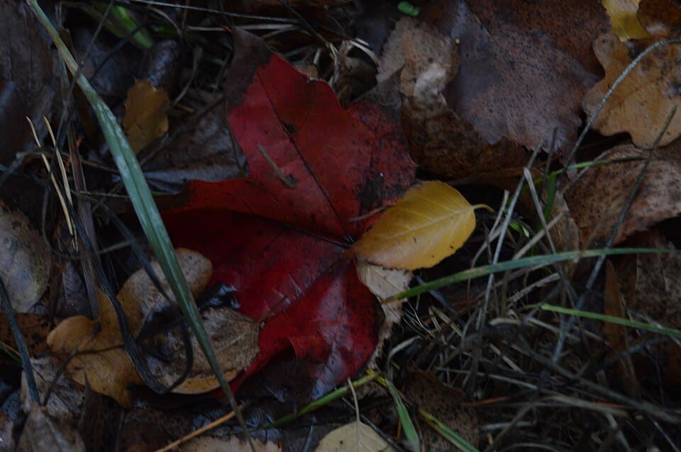 Maple Syrup
