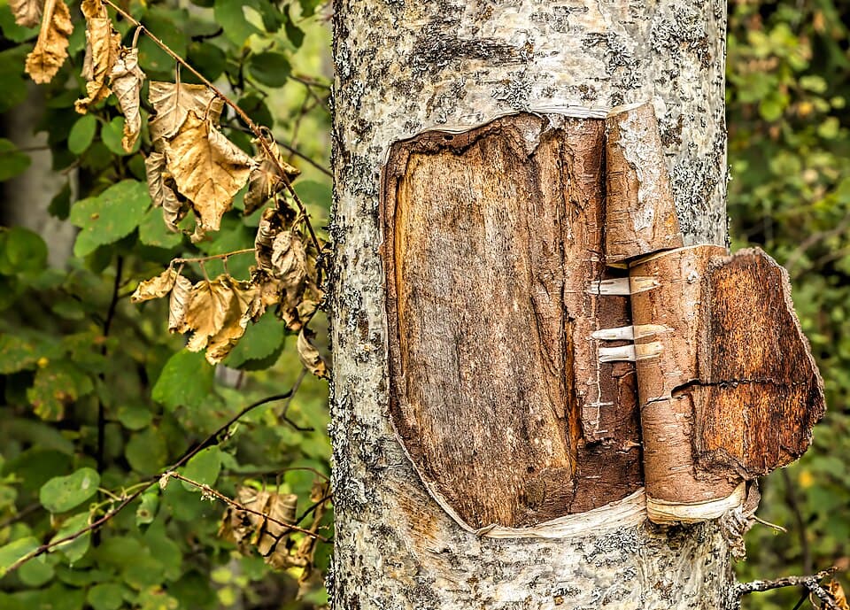 Birch Bark Crafts