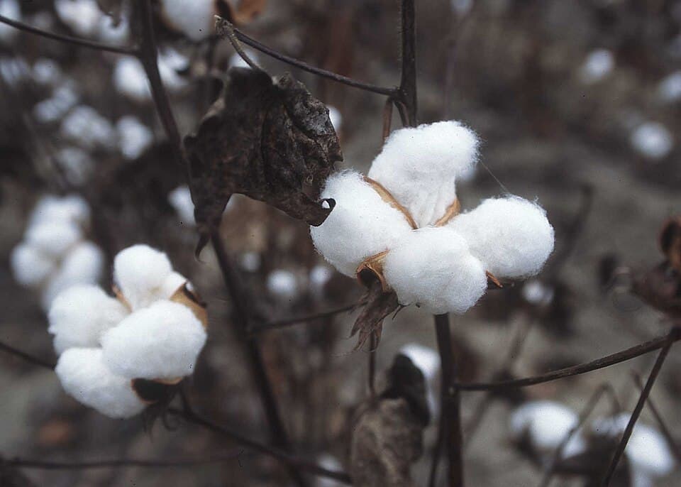 Lightweight cotton clothing