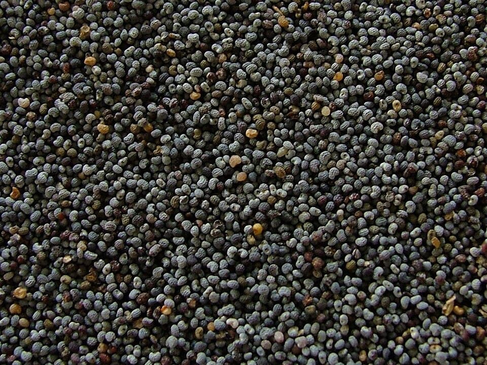 Kokum Sharbat