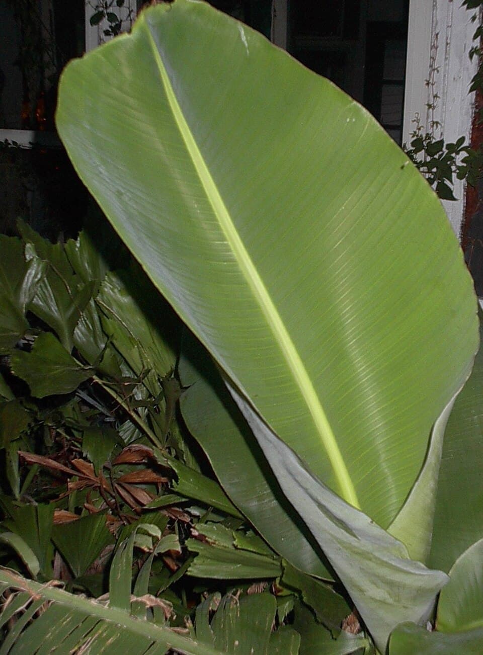 Andhra Meal