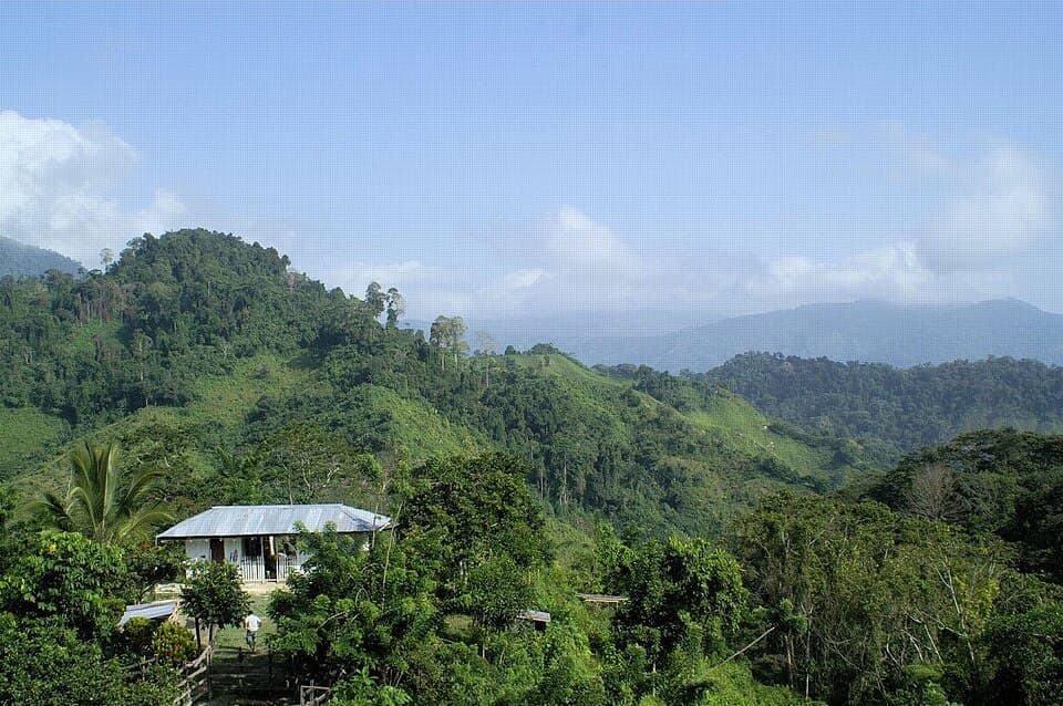 Local Coffee Beans