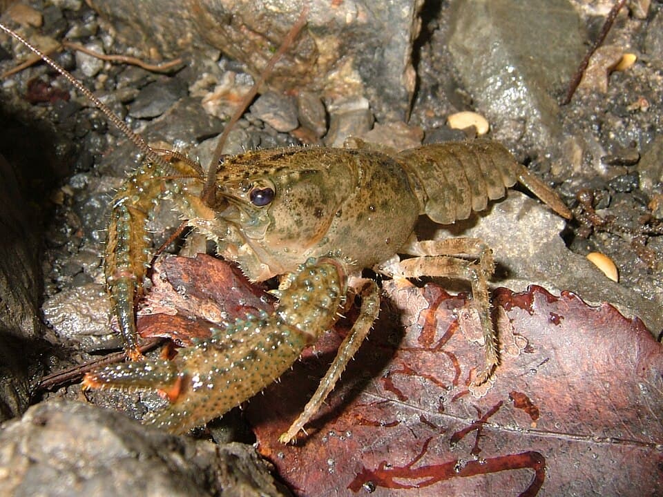 Mudbugs (Crawfish)