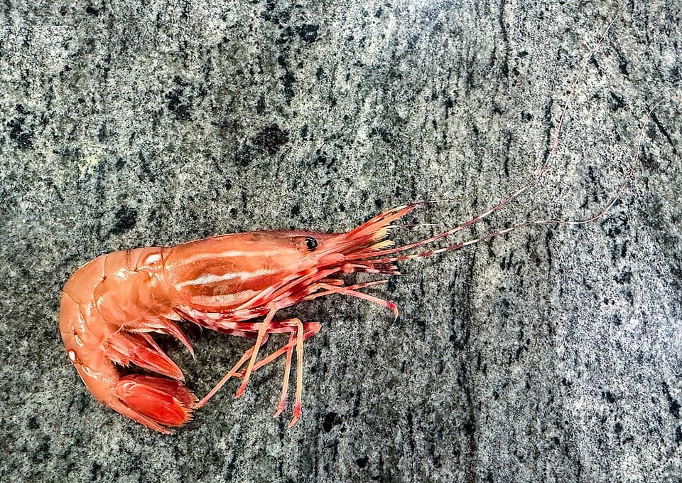 BC Spot Prawns