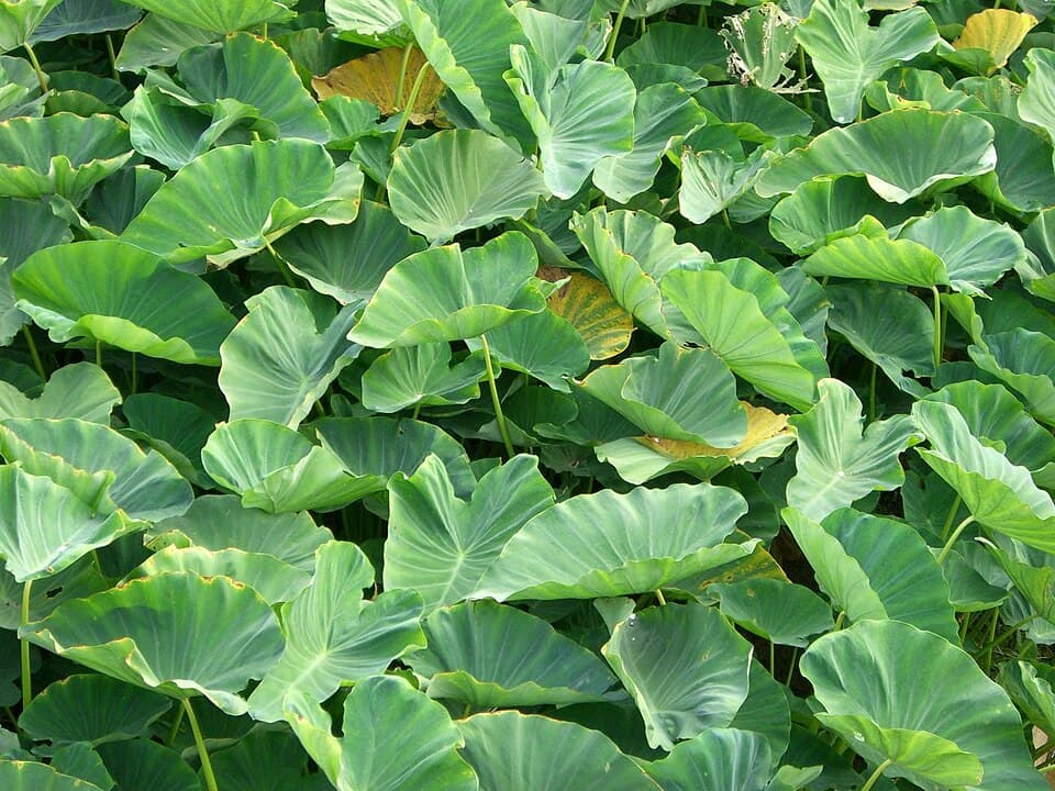 Eromba