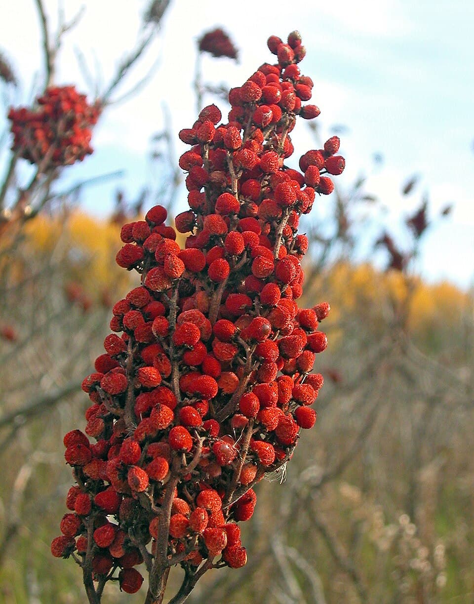 Dyer Park Spices