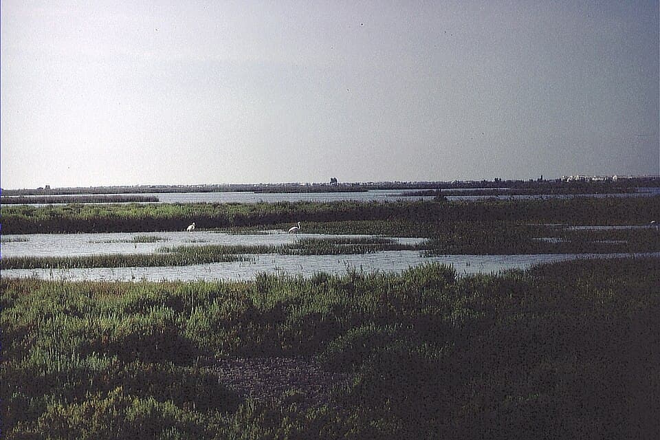 Camargue Salt
