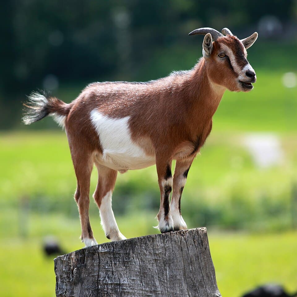 Goat Curry