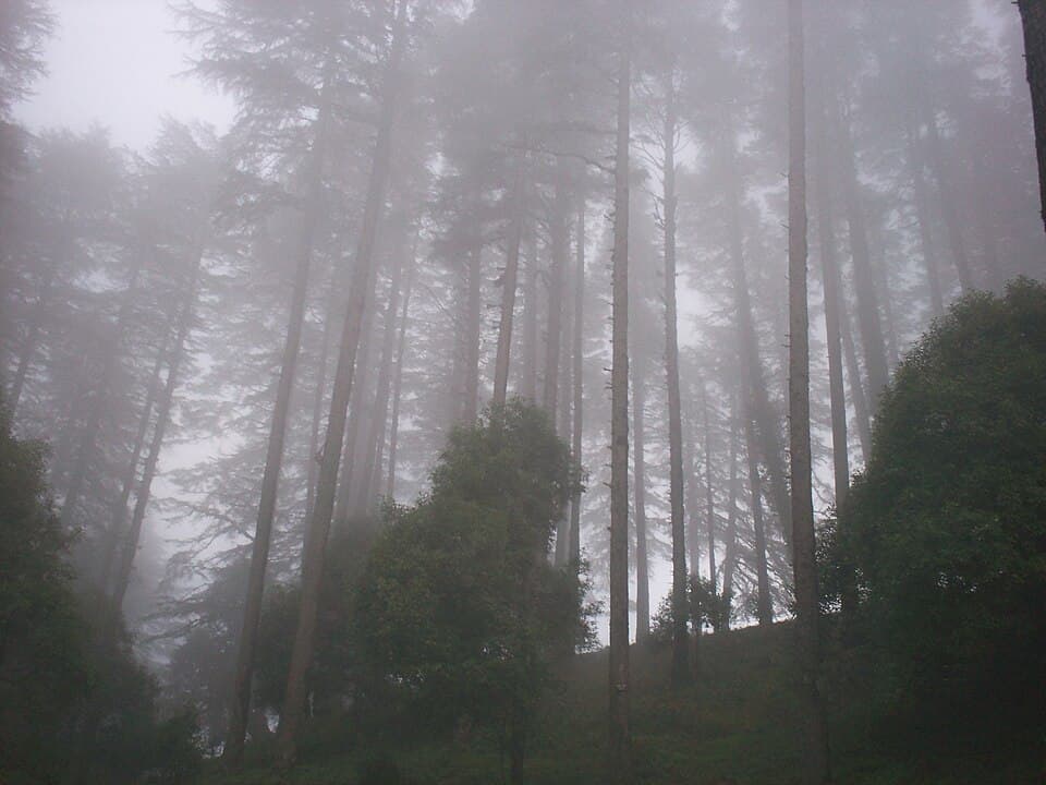 Dhanaulti Eco Park