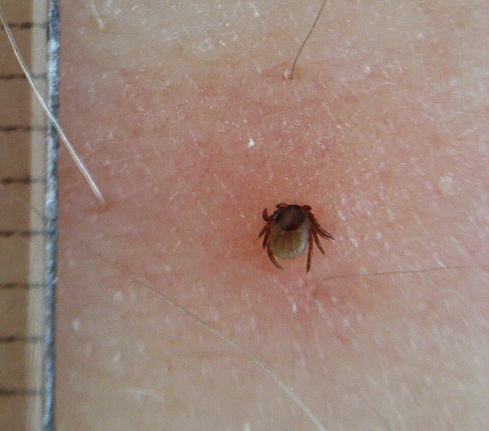 Insect repellant with DEET