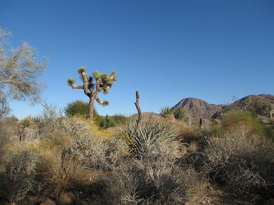 Desert Botanical Garden