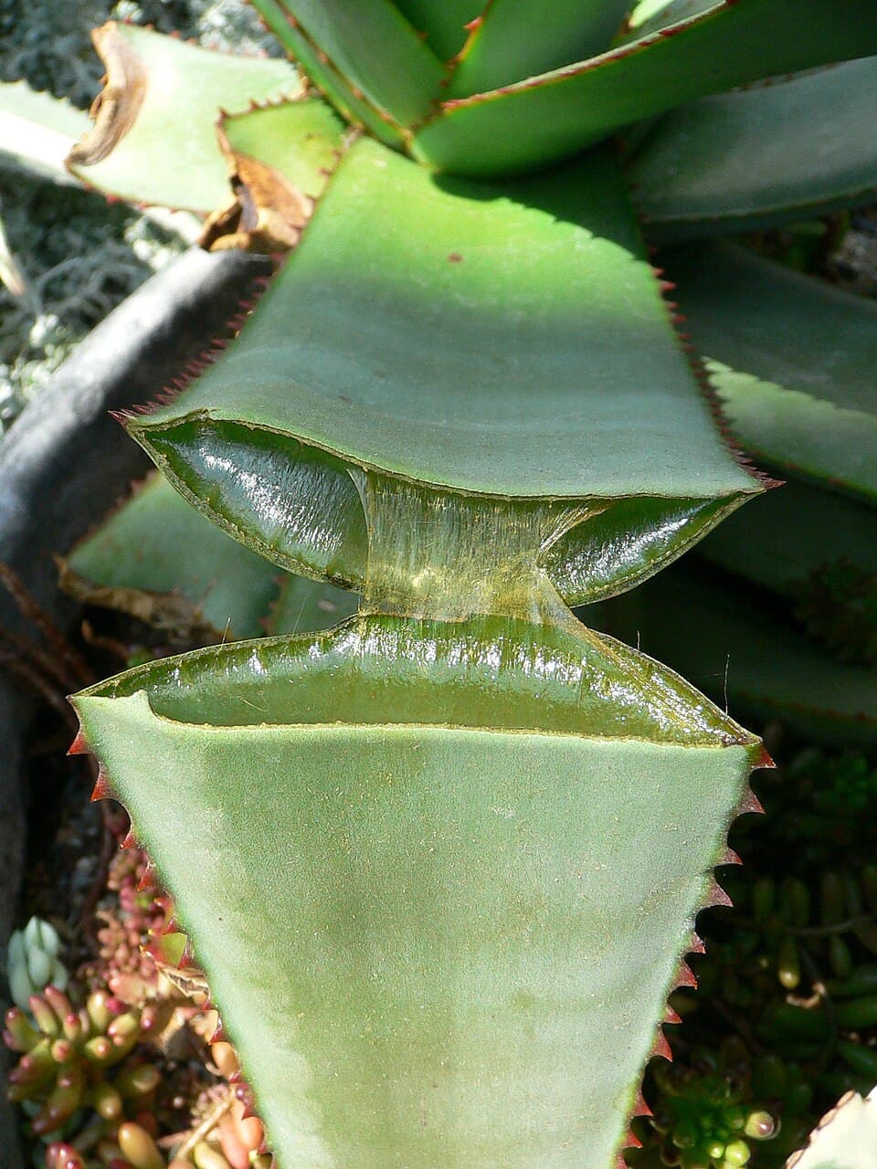 Succulent Plant