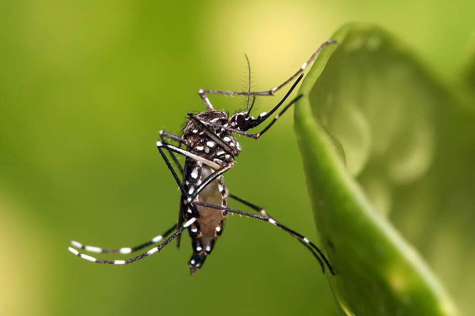 Insect repellent