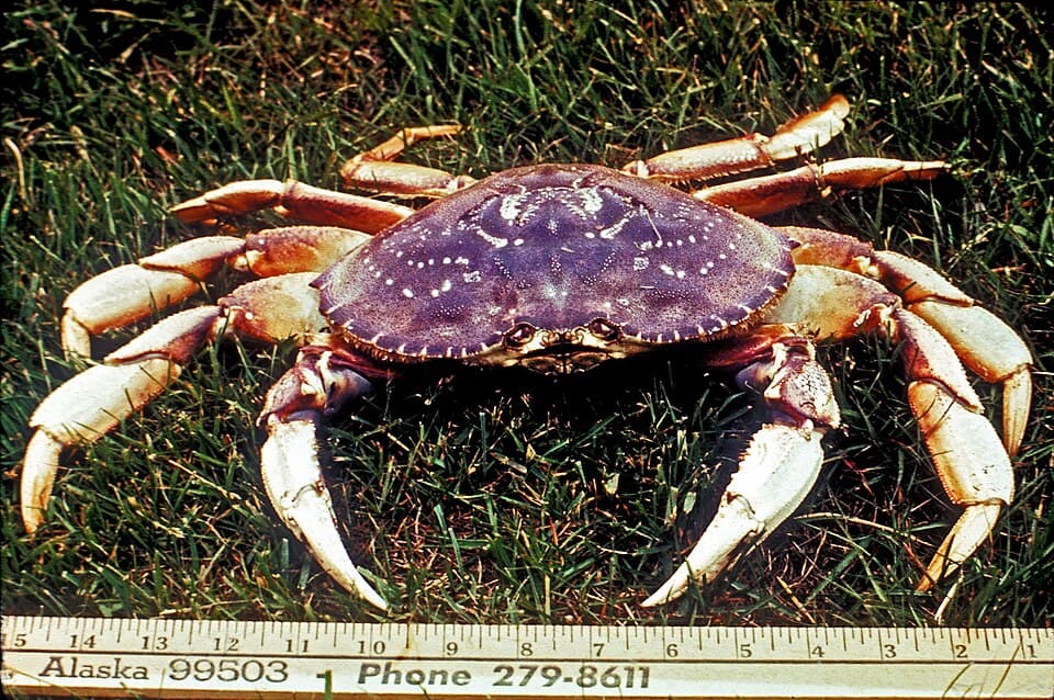 Oregon Coast Dungeness Crab