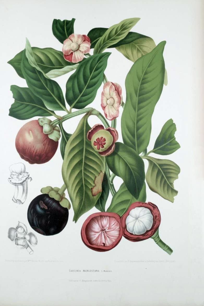 Tropical Fruit Jam