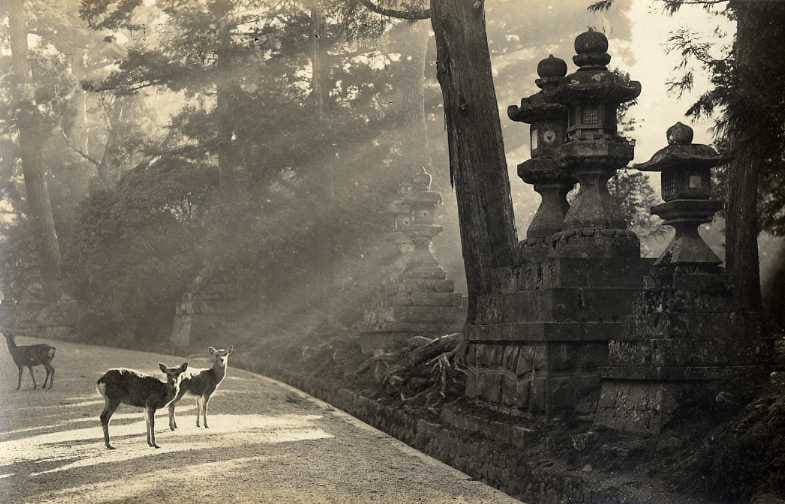 Nara Park