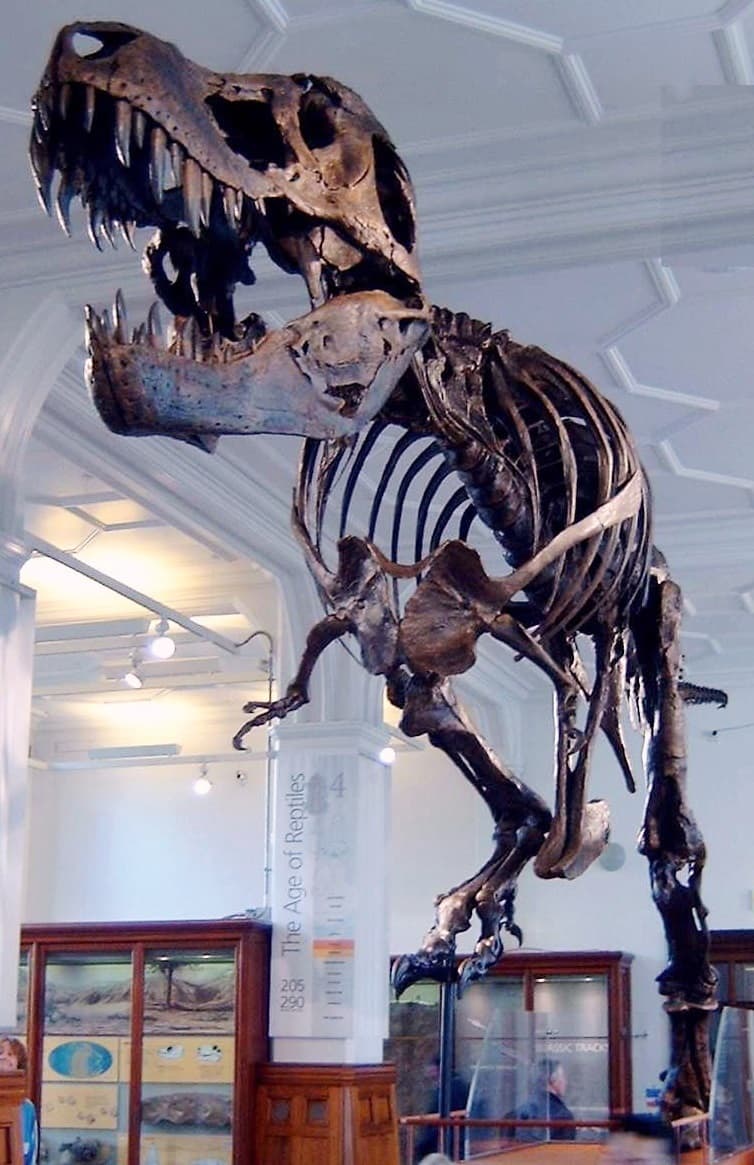 Dinosaur Fossil Replica