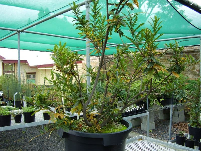 Rainforest Honey