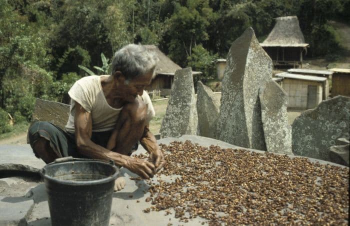 Kopi Luwak