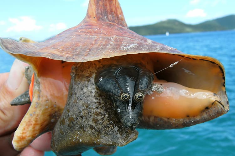 Crack Conch