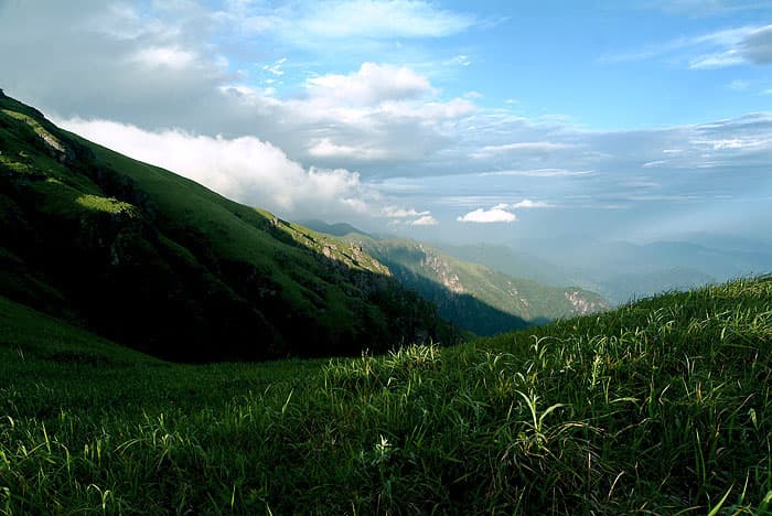 Yuelu Mountain Tea