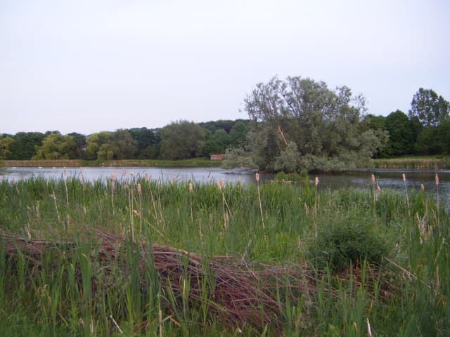Swan And Duck Pond