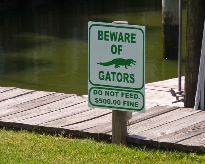 Gator Bites