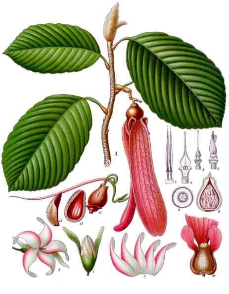 Gondwana Spices