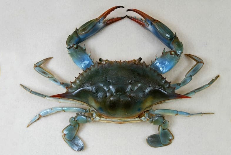 Maryland Blue Crab