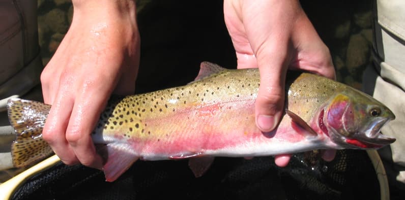 Rocky Mountain Trout