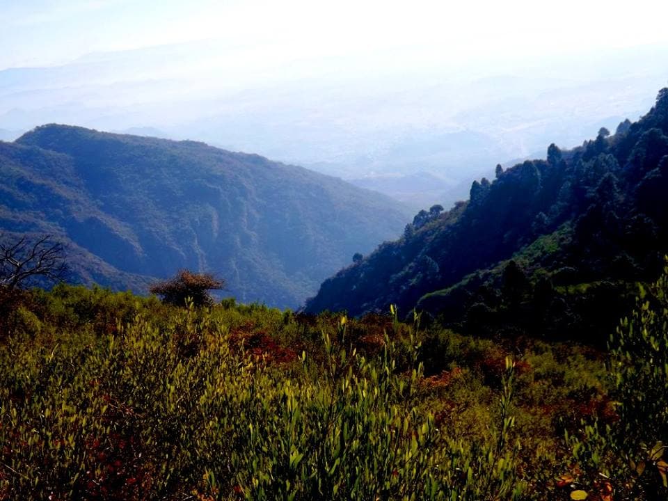 Monal